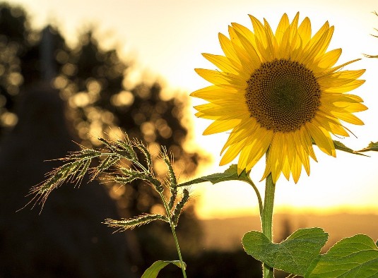 Sonnenblume Herbst Sonnenblume Herbst