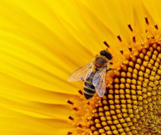 Sonnenblume und Biene Sonnenblume und Biene