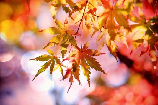 Herbstlaub Herbstlaub