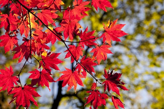 foglie d'autunno foglie d'autunno